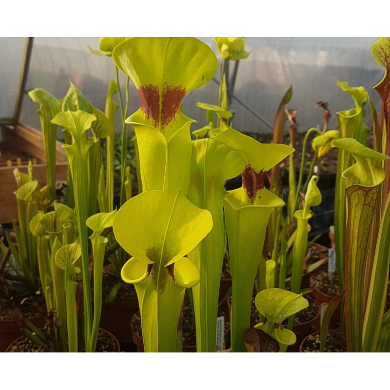 Sarracenia flava var. rugelii 'giant robust clone, F18 MK'