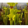 Sarracenia flava var. rugelii 'giant robust clone, F18 MK'