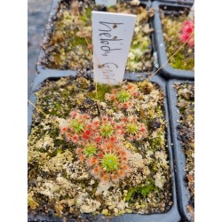 Drosera helodes 'great Northern Highway form'