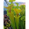 Sarracenia flava var. ornata, New Bern, SL F130, good veined clone