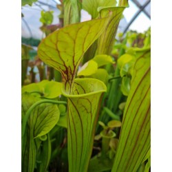 Sarracenia flava var. ornata, New Bern, SL F130, good veined clone