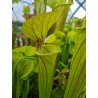 Sarracenia flava var. ornata, New Bern, SL F130, good veined clone