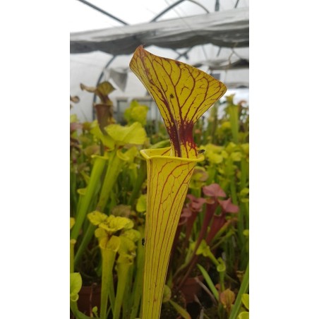 Sarracenia flava var. ornata, New Bern, SL F130, good veined clone