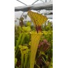 Sarracenia flava var. ornata, New Bern, SL F130, good veined clone