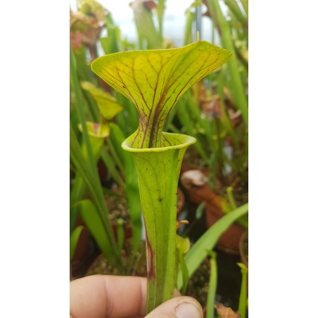 Sarracenia flava var. ornata 'heavy vein,tube coppered (SFO01,C.AZAIS)