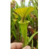 Sarracenia flava var. ornata 'heavy vein,tube coppered (SFO01,C.AZAIS)