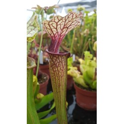 Sarracenia oreophila x moorei wilkerson white knight (C.A)