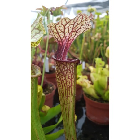 Sarracenia oreophila x moorei wilkerson white knight (C.A)