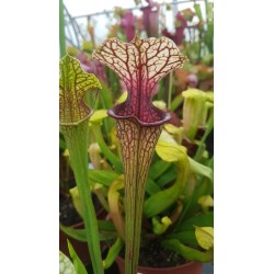 Sarracenia oreophila x moorei wilkerson white knight (C.A)