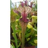 Sarracenia oreophila x moorei wilkerson white knight (C.A)