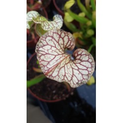 Sarracenia oreophila x moorei wilkerson white knight (C.A)