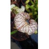 Sarracenia oreophila x moorei wilkerson white knight (C.A)