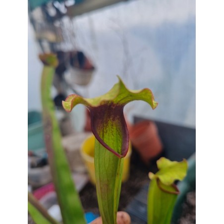 Sarracenia X volcano (D.G)