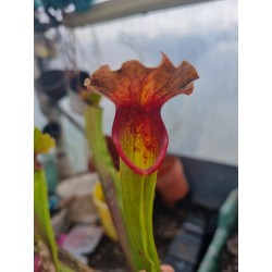 Sarracenia X volcano (D.G)