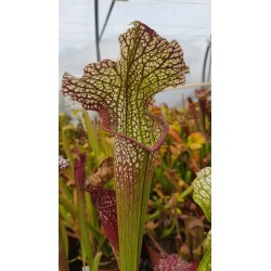 Sarracenia SX002 (S.J)