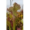 Sarracenia SX002 (S.J)