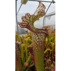 Sarracenia SX002 (S.J)