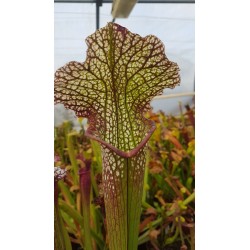 Sarracenia SX002 (S.J)