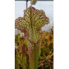 Sarracenia SX002 (S.J)