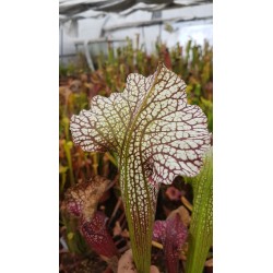 Sarracenia SX002 (S.J)