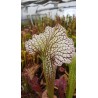 Sarracenia SX002 (S.J)