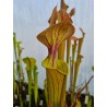 Sarracenia flava var. ornata 'green swamp'