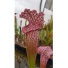 Sarracenia X super juthaphil PD-SX81