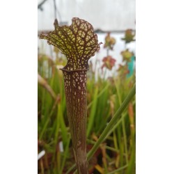 Sarracenia leucophylla 'Dark red'