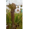 Sarracenia leucophylla 'Dark red'