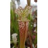 Sarracenia leucophylla 'Blackwater River State Forest, Florida'