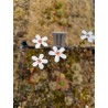 Drosera closterostigma 'Boonanarring, WA'