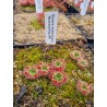 Drosera closterostigma 'Boonanarring, WA'