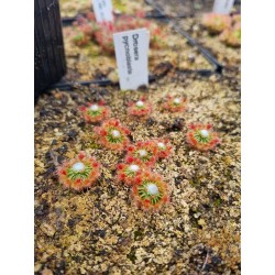 Drosera pycnoblasta