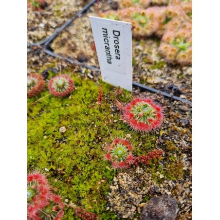 Drosera micrantha