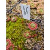 Drosera micrantha