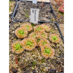 Drosera pulchella '44A'