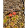 Drosera pulchella '44A'