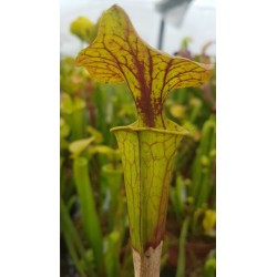 Sarracenia flava var. ornata 'Cooks Bayou, FL,(WS) F166A (SFO37,C.AZAIS