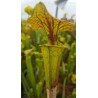 Sarracenia flava var. ornata 'Cooks Bayou, FL,(WS) F166A (SFO37,C.AZAIS