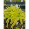 Pinguicula X Hawkesbury