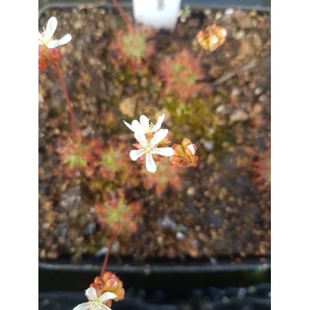 Drosera verrucata 'Betty's Beach, WA, AUS'