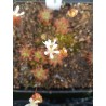 Drosera verrucata 'Betty's Beach, WA, AUS'