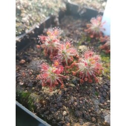 Drosera verrucata 'Betty's Beach, WA, AUS'