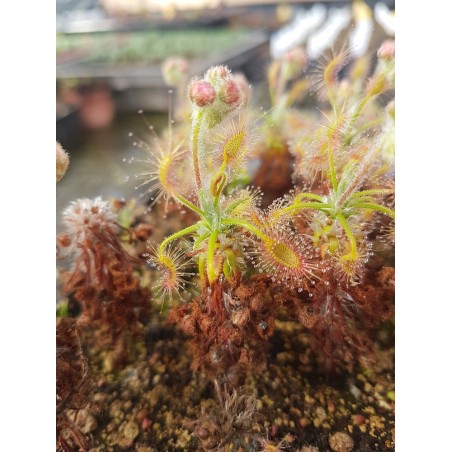 Drosera scorpioides 'gidgannup form'