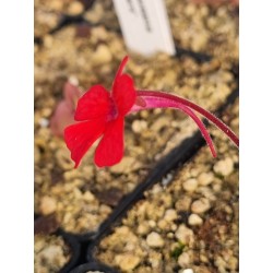 Pinguicula laueana 'crimson red flowers'