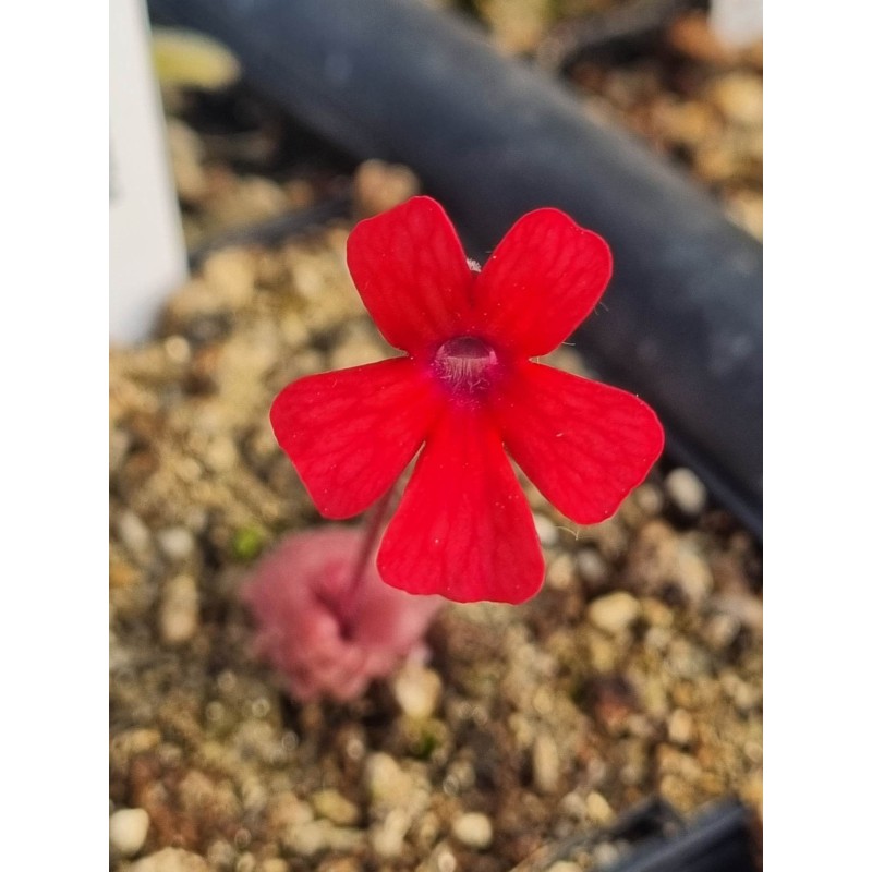 Pinguicula laueana 'crimson red flowers'