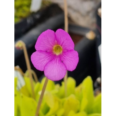 Pinguicula X Hawkesbury