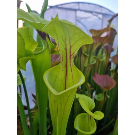 Sarracenia flava 'Chesterfield Co., South Carolina'