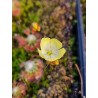 Drosera citrina