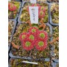 Drosera roseana